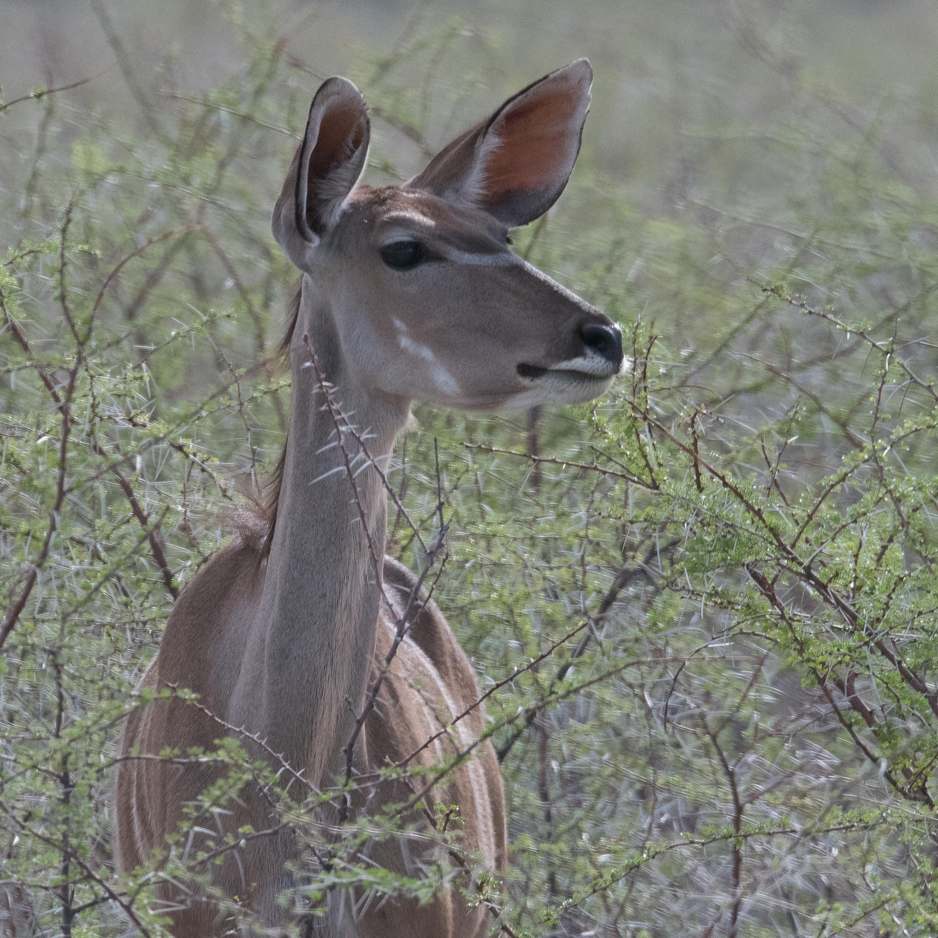 Grand Koudou (Greater Kudu, Tragelaphus strepsiceros), gros plan de la tête d'une femelle adulte, Namutoni, Parc national d'Etosha, Namibie.